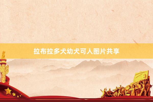 拉布拉多犬幼犬可人图片共享