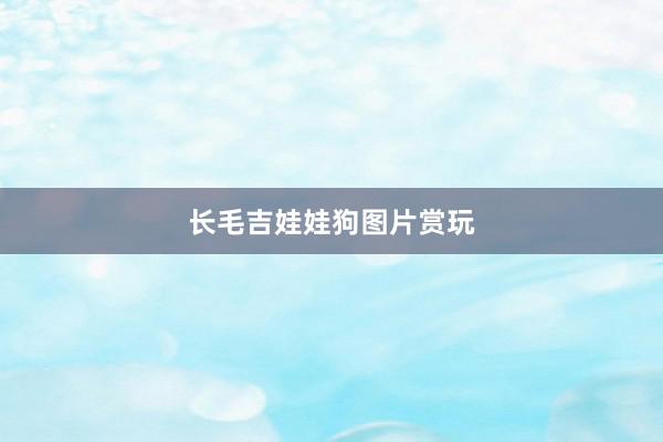 长毛吉娃娃狗图片赏玩